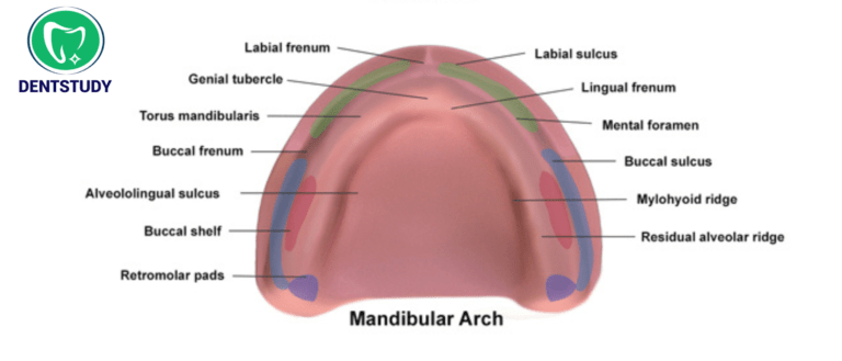 ANATOMICAL LANDMARKS FOR MANDIBULAR ARCH