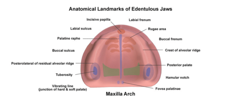 ANATOMICAL LANDMARKS OF MAXILLARY ARCH