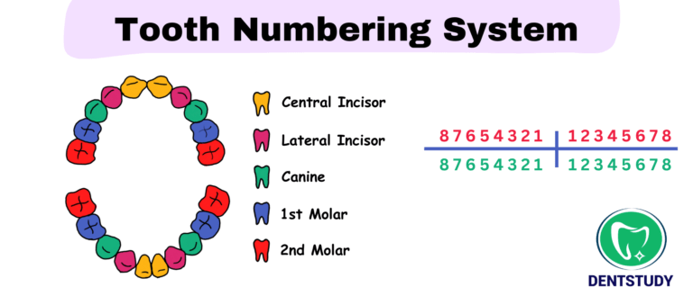 TOOTH NUMBERING SYSTEMS